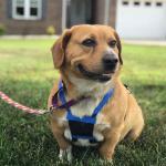 Douglas,3-year-old, Beagle mix
