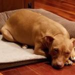 Jazzy is a sweet girl who is resting up and waiting to be adopted. Tmhpetrescue.com for applications
Likes: Her people and doggy naps
Dislikes: Not having a home of her own!