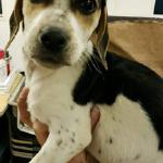 Valerie, 14-week-old, Beagle mix
